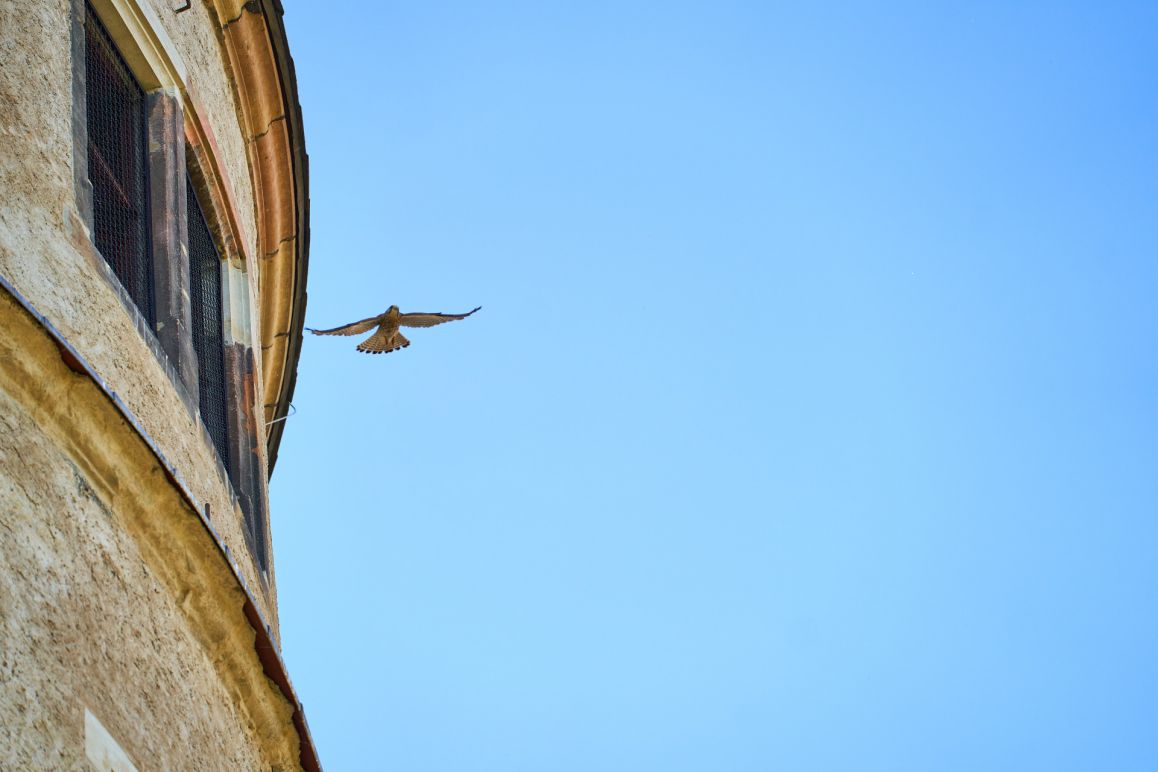 Turmfalken im Mai 2020 von Lina Loos